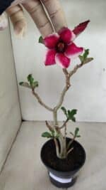 Planta Simples 3285 – 35cm – 03 anos - Imagem 2