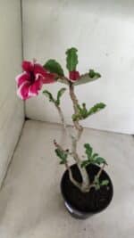 Planta Simples 3285 – 35cm – 03 anos - Imagem 5