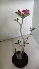 Planta Simples 3285 – 35cm – 03 anos - Imagem 4