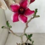 Planta Simples 3285 – 35cm – 03 anos