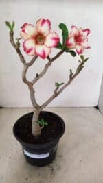 Planta Simples 3287 – 30cm – 02 anos - Imagem 2