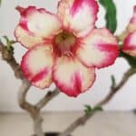 Planta Simples 3287 – 30cm – 02 anos