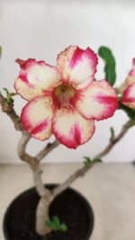 Planta Simples 3287 – 30cm – 02 anos