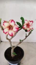 Planta Simples 3287 – 30cm – 02 anos - Imagem 4