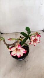 Planta Simples 3287 – 30cm – 02 anos - Imagem 5