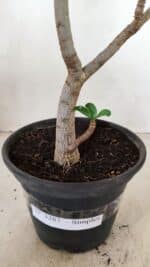 Planta Simples 3287 – 30cm – 02 anos - Imagem 7