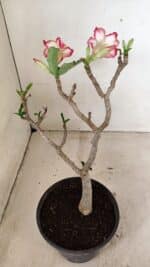 Planta Simples 3287 – 30cm – 02 anos - Imagem 6