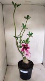 Planta Simples 3288 – 55cm – 04 anos - Imagem 2