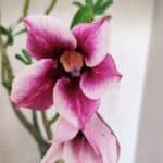 Planta Simples 3288 – 55cm – 04 anos