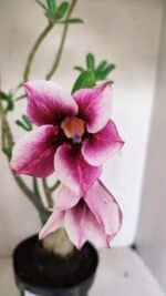 Planta Simples 3288 – 55cm – 04 anos