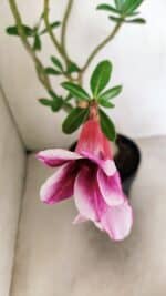 Planta Simples 3288 – 55cm – 04 anos - Imagem 4