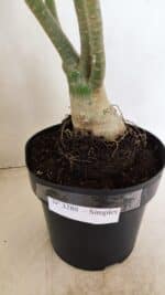 Planta Simples 3288 – 55cm – 04 anos - Imagem 7