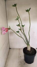 Planta Simples 3288 – 55cm – 04 anos - Imagem 6