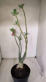 Planta Simples 3288 – 55cm – 04 anos - Imagem 5