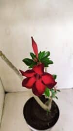 Planta Simples 3289 – 50cm – 04 anos - Imagem 4