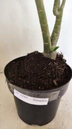 Planta Simples 3289 – 50cm – 04 anos - Imagem 7