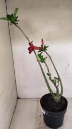 Planta Simples 3289 – 50cm – 04 anos - Imagem 6