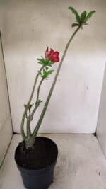 Planta Simples 3289 – 50cm – 04 anos - Imagem 5