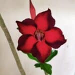 Planta Simples 3289 – 50cm – 04 anos