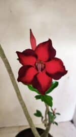 Planta Simples 3289 – 50cm – 04 anos