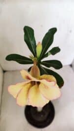 Planta Simples 3290 – 35cm – 03 anos - Imagem 4