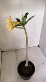 Planta Simples 3290 – 35cm – 03 anos - Imagem 7