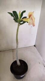 Planta Simples 3290 – 35cm – 03 anos - Imagem 5