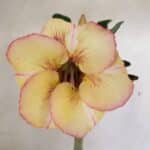 Planta Simples 3290 – 35cm – 03 anos