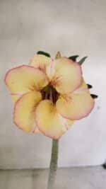 Planta Simples 3290 – 35cm – 03 anos