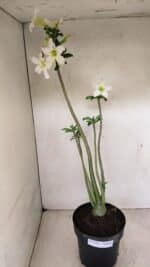 Planta Simples 3291 – 50cm – 04 anos