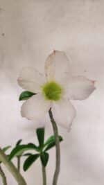 Planta Simples 3291 – 50cm – 04 anos - Imagem 3