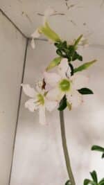 Planta Simples 3291 – 50cm – 04 anos - Imagem 4