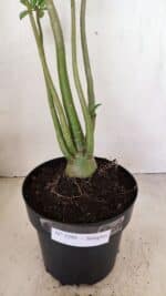 Planta Simples 3291 – 50cm – 04 anos - Imagem 7