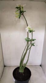 Planta Simples 3291 – 50cm – 04 anos - Imagem 6