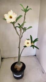 Planta Simples 3292 – 40cm – 03 anos - Imagem 2