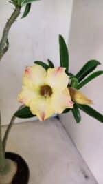 Planta Simples 3292 – 40cm – 03 anos