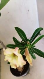 Planta Simples 3292 – 40cm – 03 anos - Imagem 5