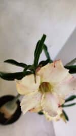 Planta Simples 3292 – 40cm – 03 anos - Imagem 4