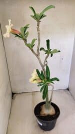 Planta Simples 3292 – 40cm – 03 anos - Imagem 7