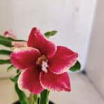 Planta Simples 3293 – 30cm – 01 ano