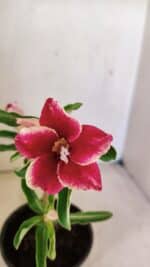 Planta Simples 3293 – 30cm – 01 ano