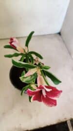 Planta Simples 3293 – 30cm – 01 ano - Imagem 4