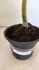 Planta Simples 3293 – 30cm – 01 ano - Imagem 7