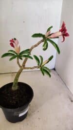 Planta Simples 3293 – 30cm – 01 ano - Imagem 6