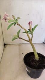 Planta Simples 3293 – 30cm – 01 ano - Imagem 5