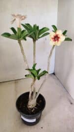 Planta Simples 3294 – 35cm – 03 anos - Imagem 2