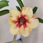 Planta Simples 3294 – 35cm – 03 anos