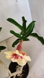 Planta Simples 3294 – 35cm – 03 anos - Imagem 4