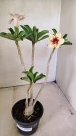 Planta Simples 3294 – 35cm – 03 anos - Imagem 8