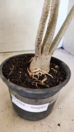 Planta Simples 3294 – 35cm – 03 anos - Imagem 7